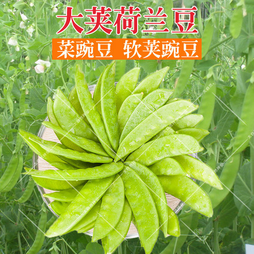 大荚荷兰豆种子软荚菜豌豆甜脆豌豆仁籽春夏秋季农家菜园蔬菜种孑 - 图2