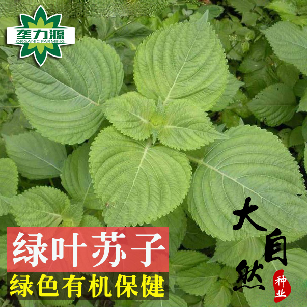 紫苏种子双面紫色绿苏春秋四季阳台盆栽青菜籽大叶苏子籽野菜种孑-图1