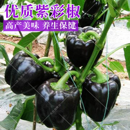 五彩甜椒种子红圆椒绿太空椒种籽黄灯笼椒紫圆椒苗子方椒蔬菜种孑 - 图0