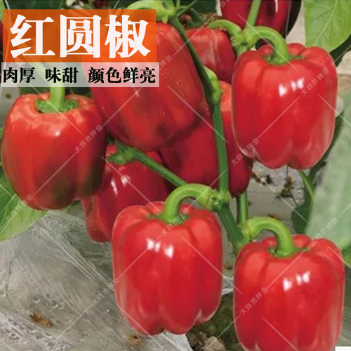 五彩甜椒种子红圆椒绿太空椒种籽黄灯笼椒紫圆椒苗子方椒蔬菜种孑 - 图2