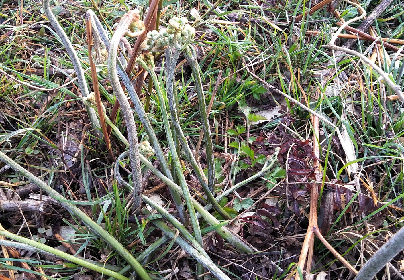 蕨菜安徽皖南泾县特产风味独特选用皖南野生蕨菜干250克包邮-图0