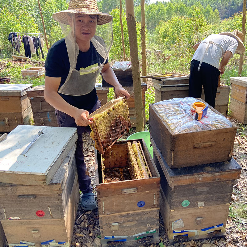 农家自产野生纯正天然薇甘菊山花百花蜂蜜无添加无加工土家蜂原蜜