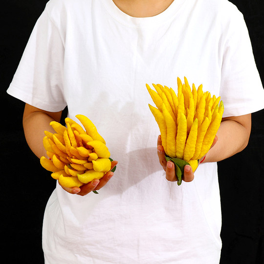 Authentic Jinhua bergamot freshly picked from the origin