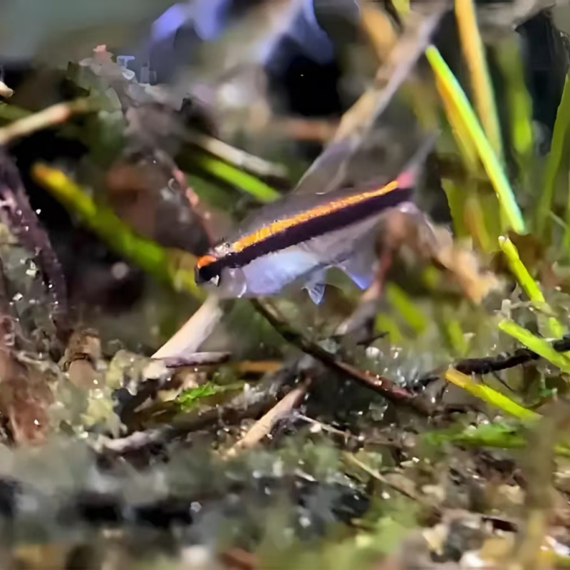 红线巧克力霓虹绯红巧克力灯鱼热带鱼高端鱼草缸鱼群游观赏鱼活体 - 图0