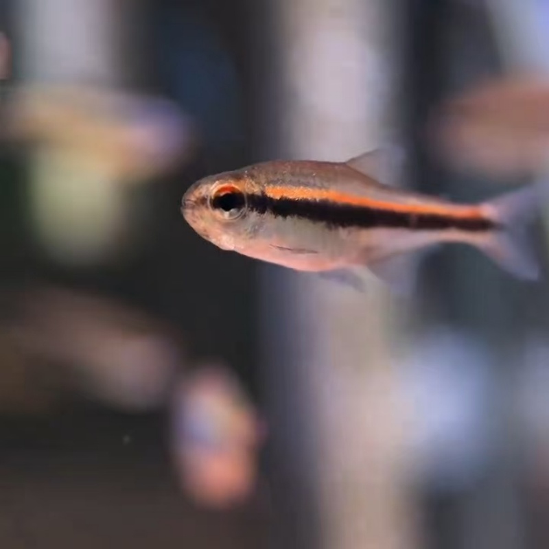 红线巧克力霓虹绯红巧克力灯鱼热带鱼高端鱼草缸鱼群游观赏鱼活体 - 图1