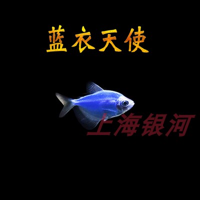 柠檬紫衣蓝衣天使鱼老虎天使鱼活体热带鱼观赏鱼淡水小型鱼新手鱼 - 图1