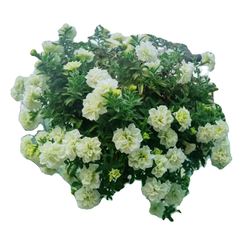 重瓣矮牵牛盆栽带花冰淡紫网红款阳台庭院花苗垂吊植物花卉花期长 - 图3