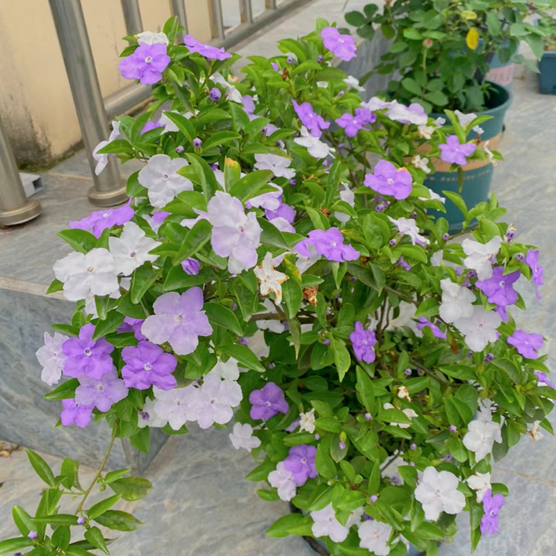 双色茉莉花苗浓香鸳鸯茉莉花盆栽室内外阳台带花苞芳香观花植物-图2