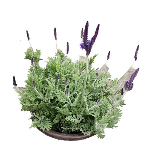 薰衣草盆栽普罗旺斯薰衣草室内阳台庭院盆栽花卉植物好养花卉带花 - 图3