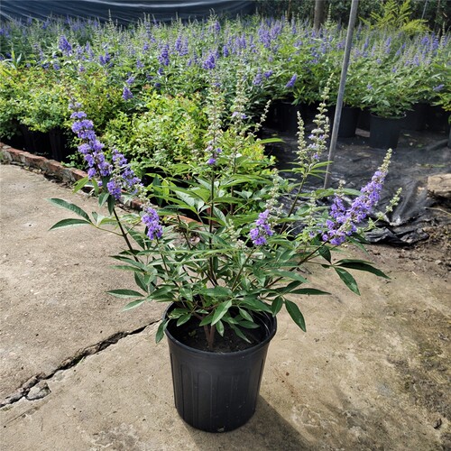 穗花牡荆花苗盆栽花卉树状薰衣草耐热耐寒阳台花园庭院花镜绿植物 - 图0