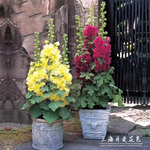 重瓣蜀葵大苗盆栽桃子与梦阳台庭院花坛植物花镜高花剑多年生花卉 - 图2