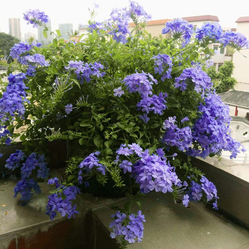 超凡蓝雪花白雪花苗盆栽耐热好养植物花园庭院爬藤攀援花带花带土 - 图1