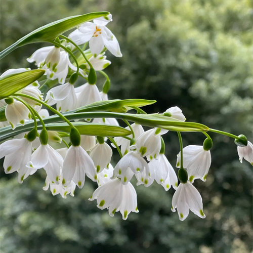 进口雪片莲盆栽白色铃兰多年生庭院阳台花园地栽花卉植物耐寒易养 - 图0