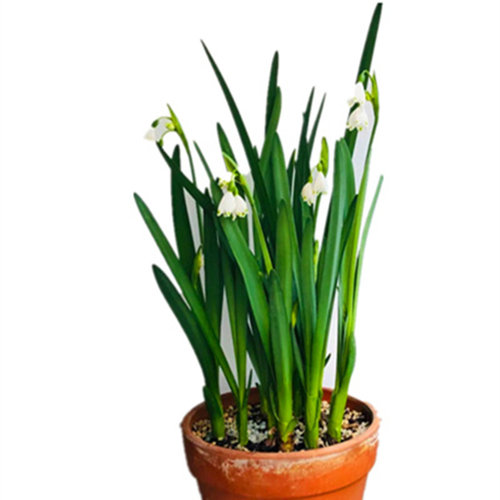 进口雪片莲盆栽白色铃兰多年生庭院阳台花园地栽花卉植物耐寒易养 - 图3