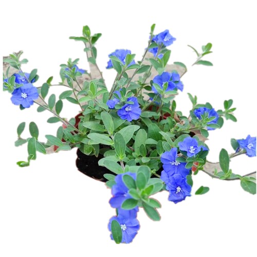 蓝星花盆栽花苗美洲新品种夏季耐热阳台庭院花卉垂吊好养观花盆栽 - 图3
