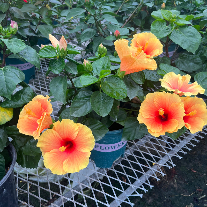 进口朱瑾花苗盆栽丹麦木槿扶桑花庭院阳台夏秋季耐热耐晒观花植物 - 图0