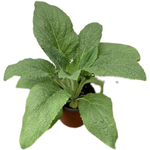 毛地黄花苗盆栽观花植物宿根多年生易活庭院花坛花镜植物耐寒花卉 - 图3