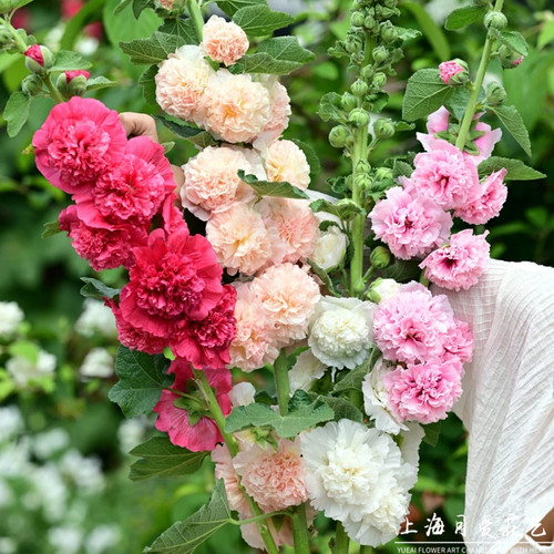 重瓣蜀葵大苗盆栽桃子与梦阳台庭院花坛植物花镜高花剑多年生花卉 - 图0