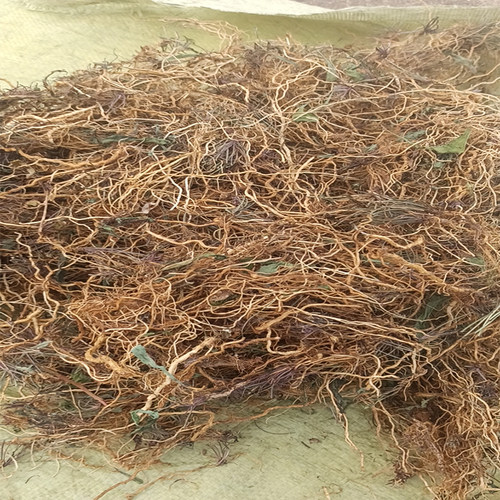 干苦菜根山东纯野菜苦碟菜中药材苦麻菜自然晒干一斤装顺丰包邮 - 图1