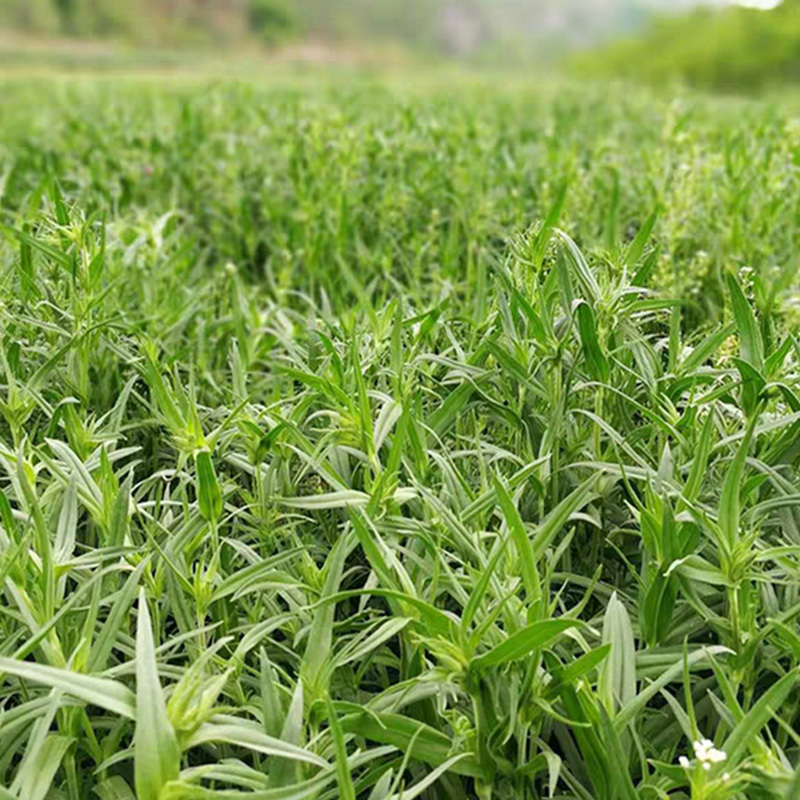 面条菜纯野生野菜时令羊蹄棵新鲜现挖现发山东特产馍馍柳顺丰包邮 - 图0