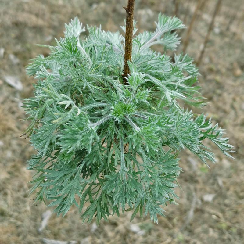 正月现挖新鲜野生茵陈当季时令泡水野菜白蒿苗带根带叶绵茵陈包邮 - 图2