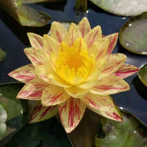帕拉尼耐寒睡莲盆栽水生花卉大型大苗水培庭院盆栽种苗带花苞 - 图1