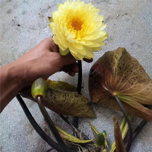 【普拉卡】金黄色 耐寒睡莲盆栽水生花卉大型大苗水培庭院盆栽种 - 图3