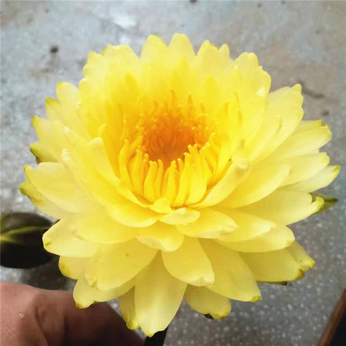 【普拉卡】金黄色 耐寒睡莲盆栽水生花卉大型大苗水培庭院盆栽种 - 图1
