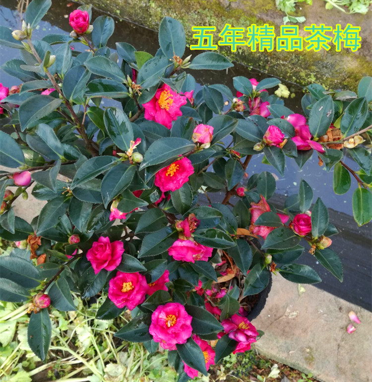 茶梅树苗茶梅花苗茶梅茶花四级常绿秋冬开花红茶梅苗盆景茶梅盆栽 - 图0