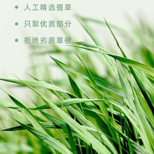 2026年晒干新北提摩西牧草成幼兔子龙猫荷兰猪豚仓鼠磨牙主食饲料 - 图2
