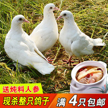 4 only 7 two oversized milk pigeon fresh now killing pigeon fresh pregnant woman simmer for broth loose and raised pigeon Non-old pigeon to send ginseng