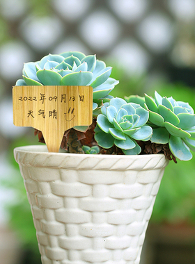 插牌多肉植物标签景观外贸竹制