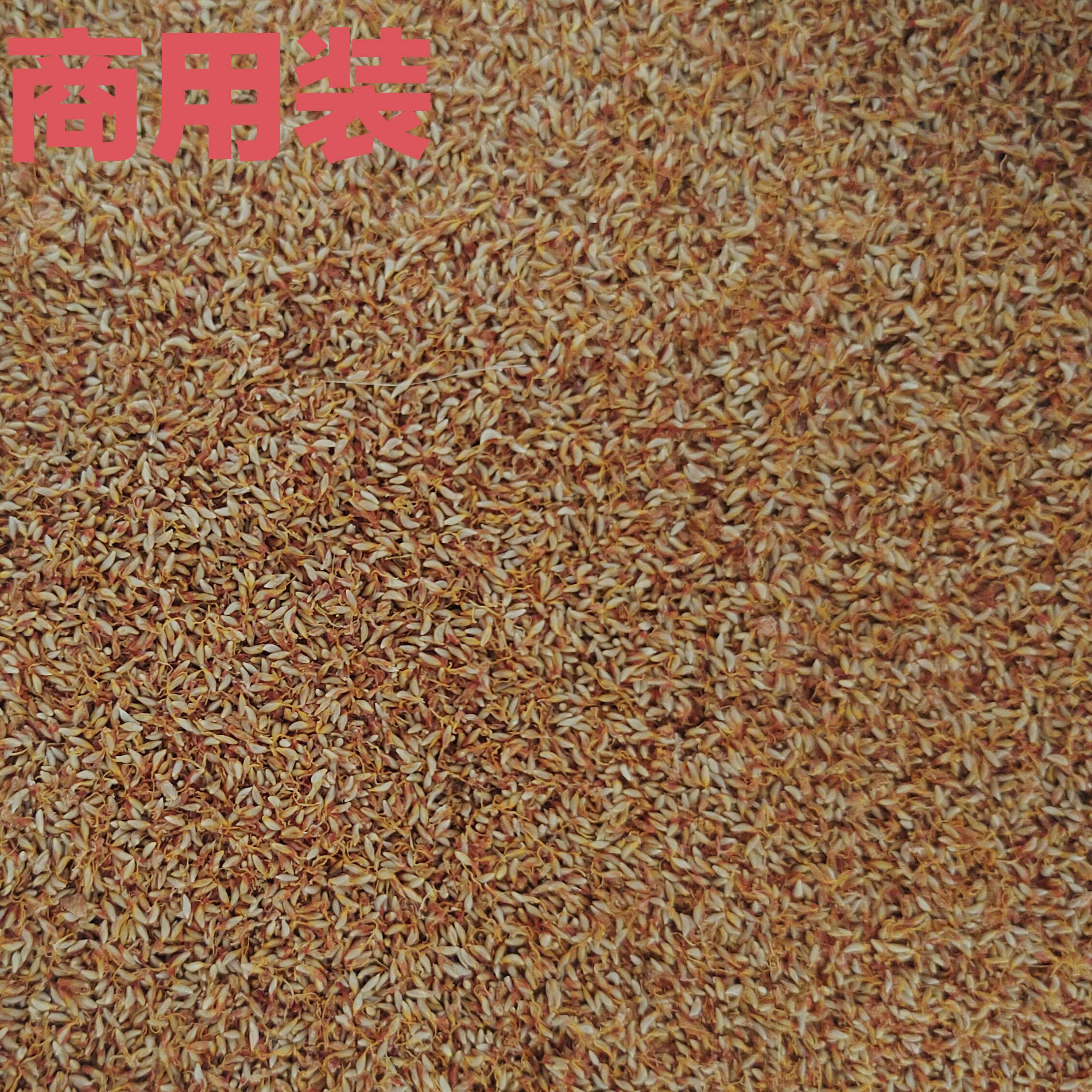 手搓凉粉籽冰粉籽薜荔籽商用木莲爱玉冻籽广西特产 - 图1