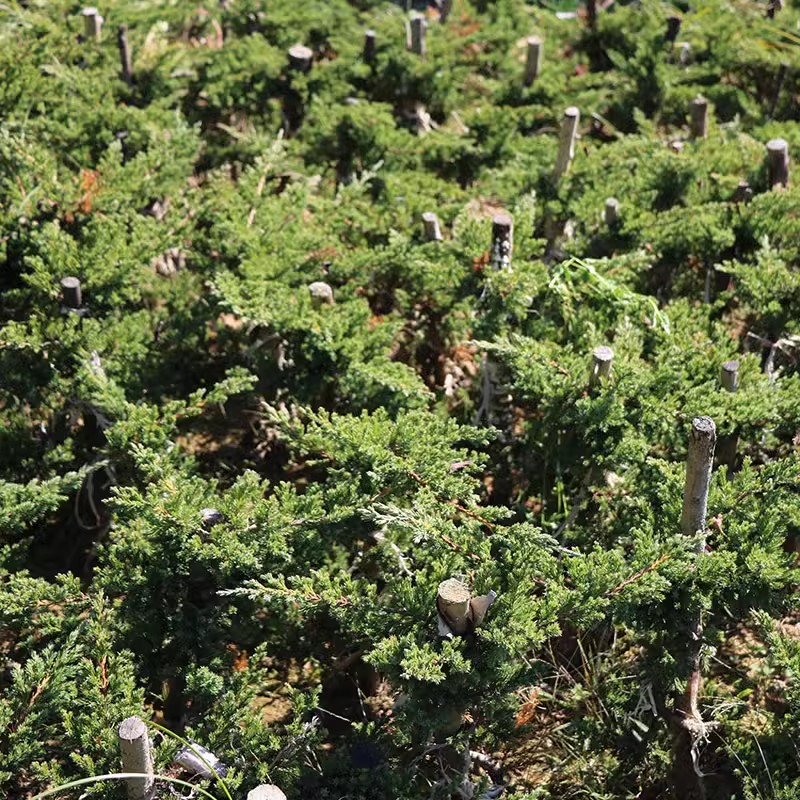 迎客松盆景真树苗地柏苗造型苗四季常青室内盆栽庭院植物耐寒耐热 - 图1