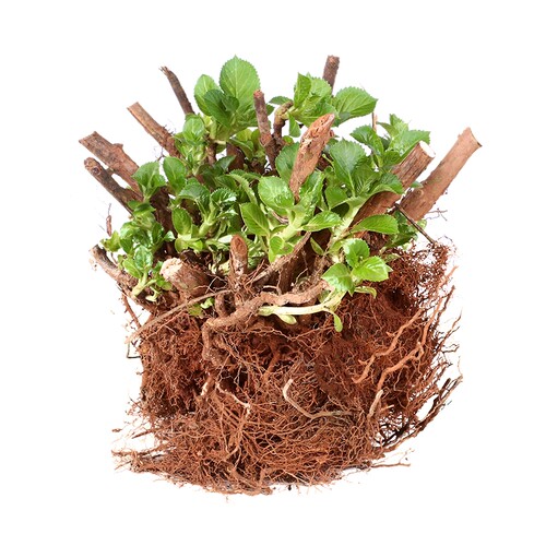 无尽夏绣球花老桩苗盆栽耐寒花卉室内外庭院阳台特大花植物四季开 - 图2