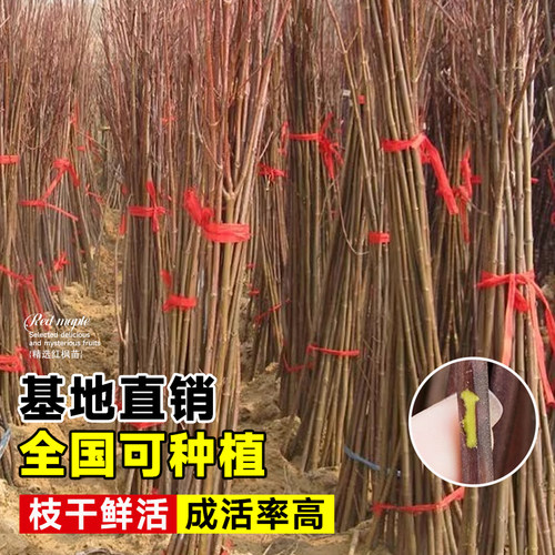 红枫树苗四季红舞姬小苗别墅盆景盆栽庭院耐寒室外红叶工程绿化苗 - 图0