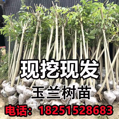 玉兰花树苗庭院地栽南北方大树室外种植旺宅名贵耐寒风景绿化树苗 - 图0