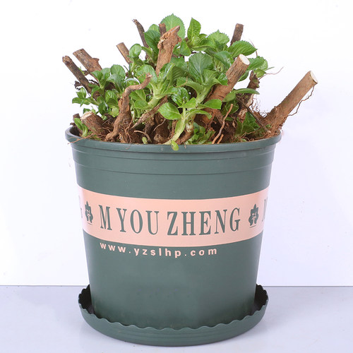 无尽夏绣球花老桩苗盆栽耐寒花卉室内外庭院阳台特大花植物四季开 - 图1