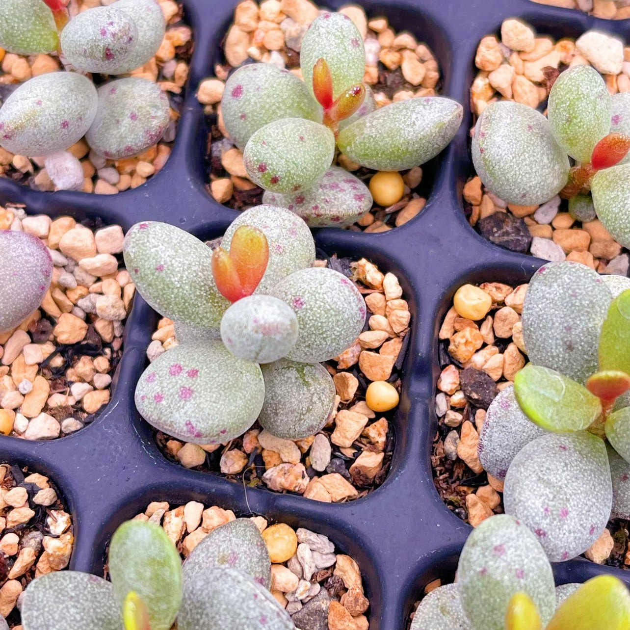 恐龙蛋水泡多肉 恐龙蛋水泡 叶片 叶插苗 稀有水泡 贵货水泡 正版,淘宝优惠券,粉丝福利购,淘宝优惠卷