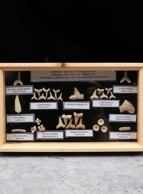 儿童古生物牙齿化石原石头沧龙巨齿鲨鱼牙齿化石科普收藏教学标本