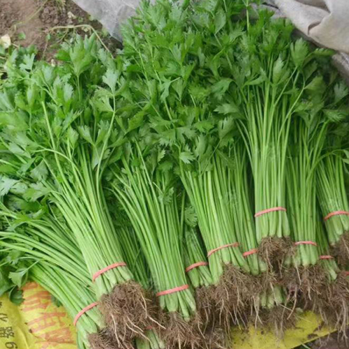 四季小香芹种子芹菜种籽子四季盆栽芹菜种子阳台庭院种菜蔬菜种孑