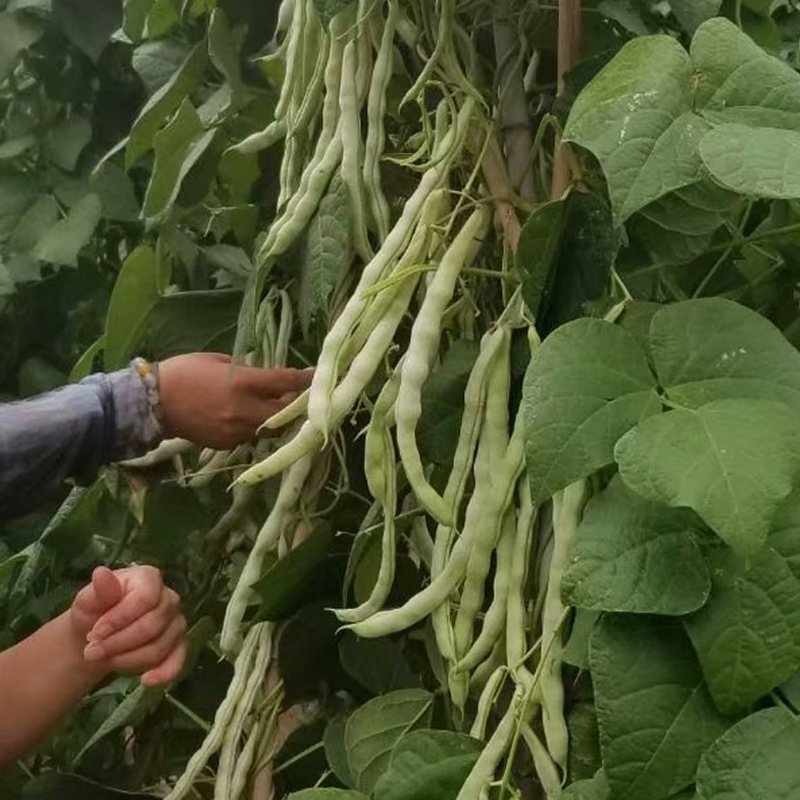 九粒白种子芸豆白不老豆角种籽四季豆种孑大全庭院菜种籽蔬菜种子 - 图2