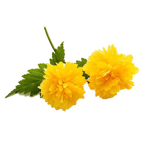重瓣棣棠花苗盆栽耐荫爬藤攀缘花卉绿植物浓香耐寒多季开花驱蚊虫 - 图3