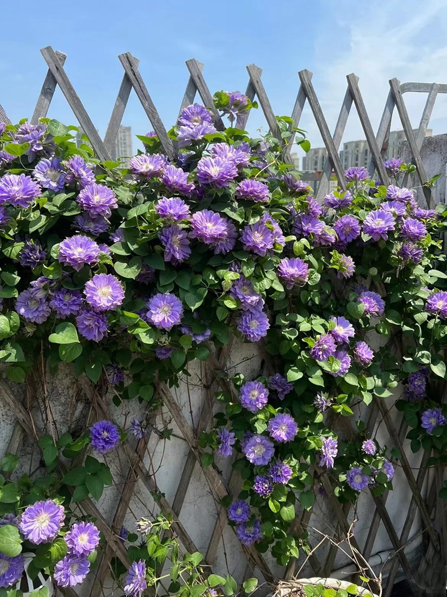 四季开花重瓣大花铁线莲盆栽苗爬藤植物浓香花卉植物室内庭院阳台 - 图1