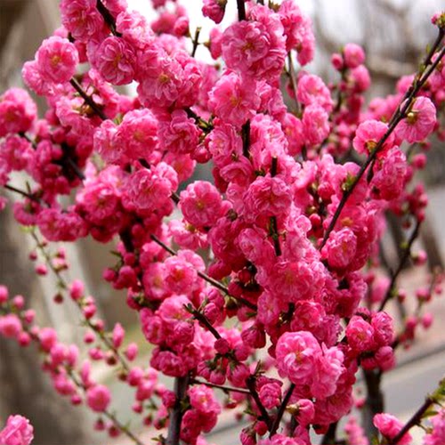 榆叶梅花树苗盆栽重瓣庭院南北方多年生浓香红梅素心腊梅花卉耐寒 - 图0