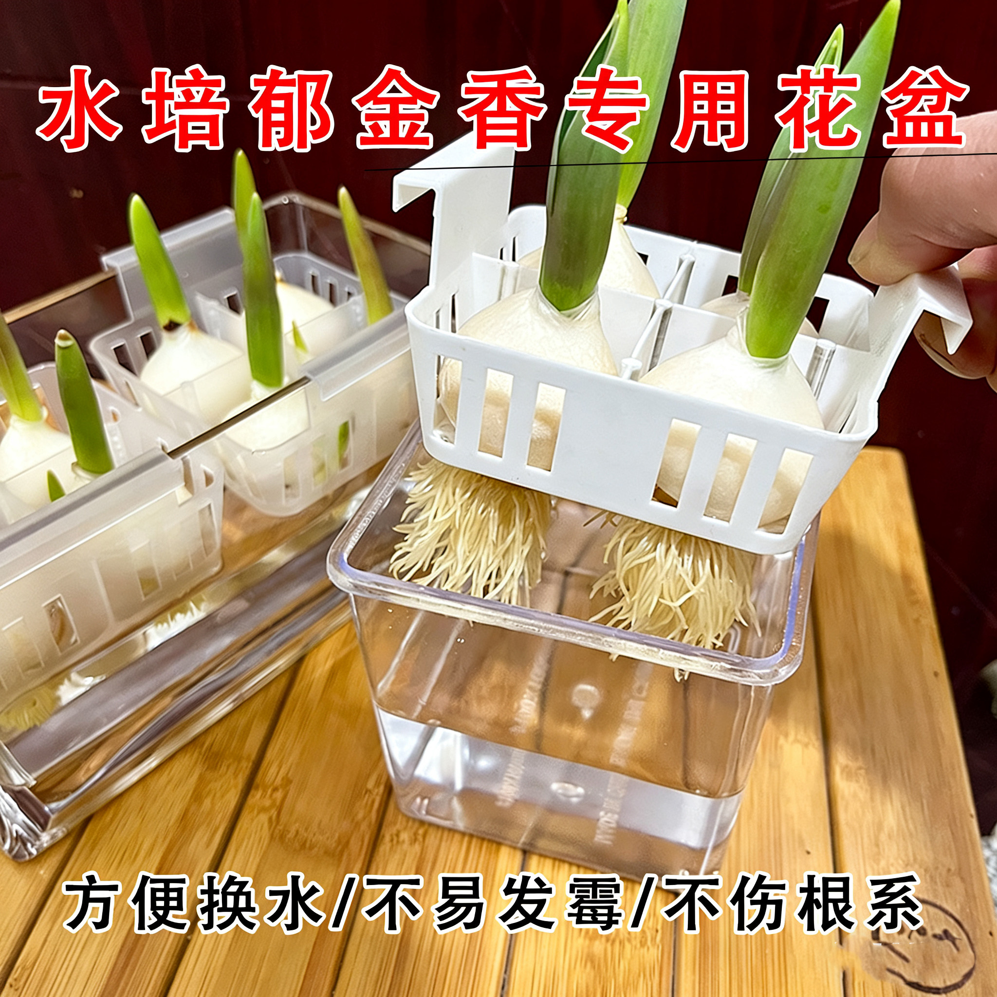 【水培套装】进口水培郁金香种球带芽好养室内开花耐寒粉色,淘宝优惠券,粉丝福利购,淘宝优惠卷