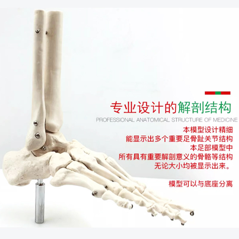 医用动态脚骨关节骨骼模型可活动教具功能展示康复教学用具模型,淘宝优惠券,粉丝福利购,淘宝优惠卷
