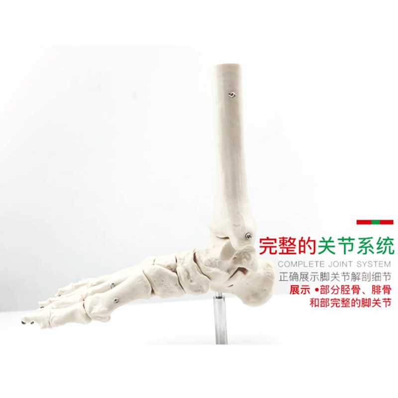 医用动态脚骨关节骨骼模型可活动教具功能展示康复教学用具模型,淘宝优惠券,粉丝福利购,淘宝优惠卷