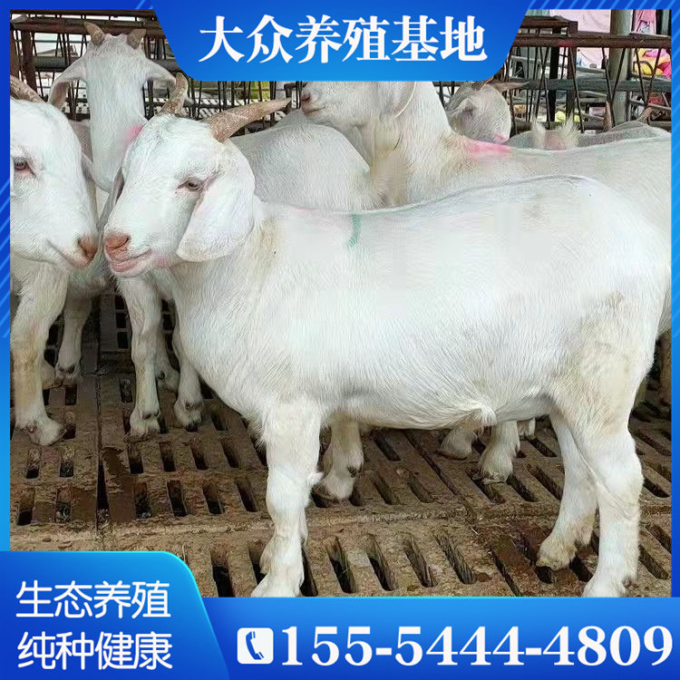 美国白山羊小羊羔小羊仔大型成年怀孕母羊种羊纯种小白羊养殖技术 大众养殖基地 淘优券