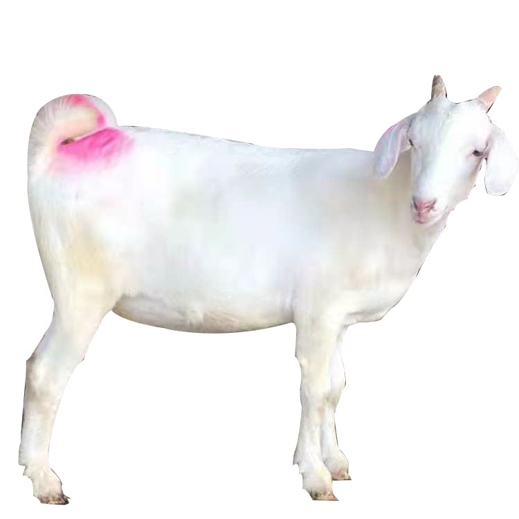 美国白山羊小羊羔小羊仔大型成年怀孕母羊种羊纯种小白羊养殖技术 大众养殖基地 淘优券